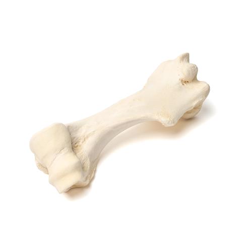 Säugetier Oberarmknochen, 1021066 [T30067], Osteologie