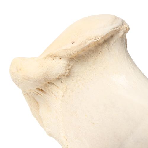 Säugetier Oberarmknochen, 1021066 [T30067], Osteologie