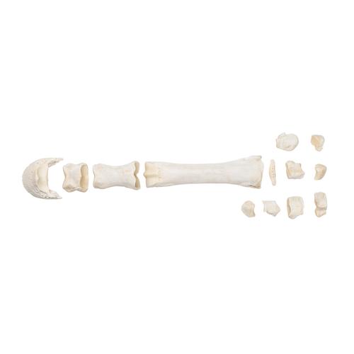 Pferd Mittelhandknochen, 1021067 [T30068], Osteologie