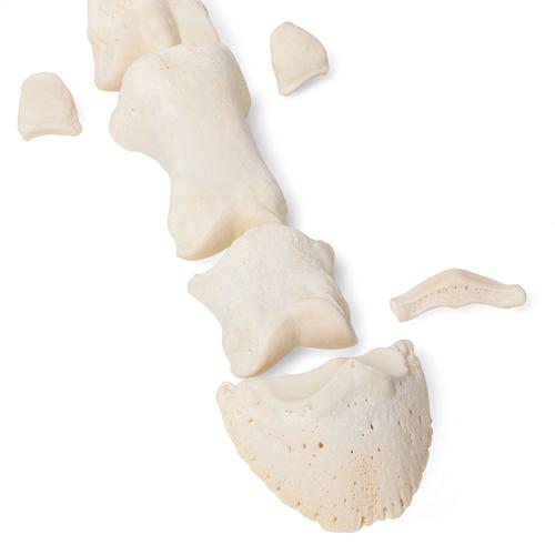 Pferd Mittelfußknochen, 1021068 [T30069], Osteologie