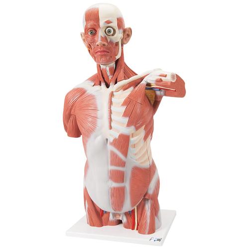 Lebensgroßer Muskel-Torso, 27-teilig - 3B Smart Anatomy, 1001236 [VA16], Muskelmodelle