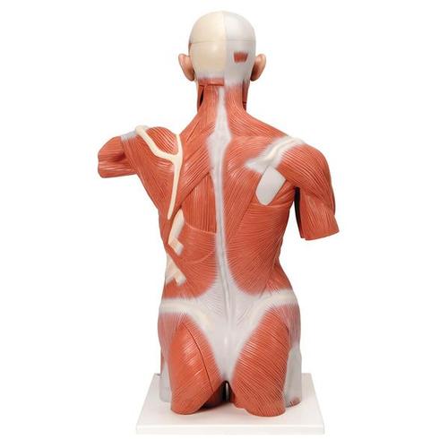 Lebensgroßer Muskel-Torso, 27-teilig - 3B Smart Anatomy, 1001236 [VA16], Muskelmodelle