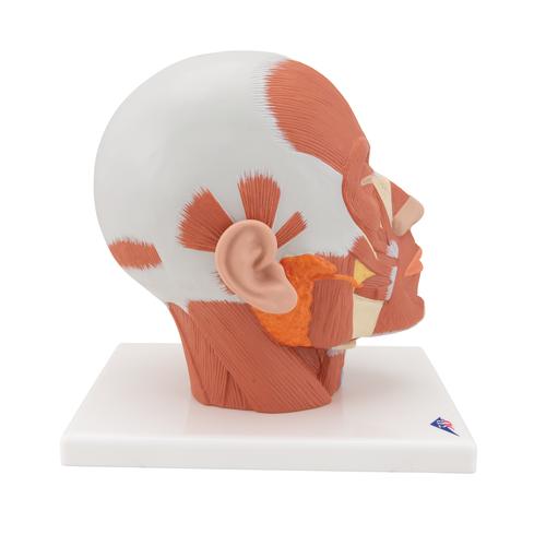 Kopfmodell mit Muskulatur - 3B Smart Anatomy, 1001239 [VB127], Kopfmodelle