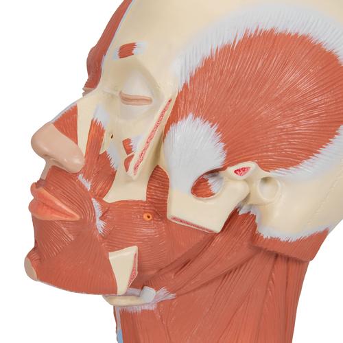 Kopfmodell mit Muskulatur - 3B Smart Anatomy, 1001239 [VB127], Kopfmodelle
