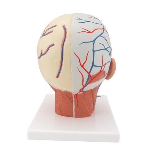 Kopfmodell mit Muskulatur & Blutgefäßen - 3B Smart Anatomy, 1001240 [VB128], Kopfmodelle