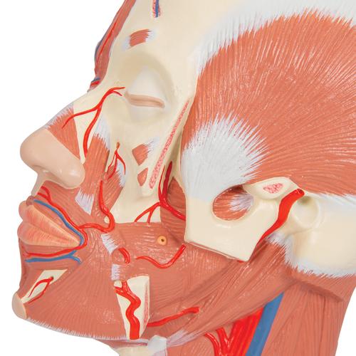 Kopfmodell mit Muskulatur & Blutgefäßen - 3B Smart Anatomy, 1001240 [VB128], Kopfmodelle