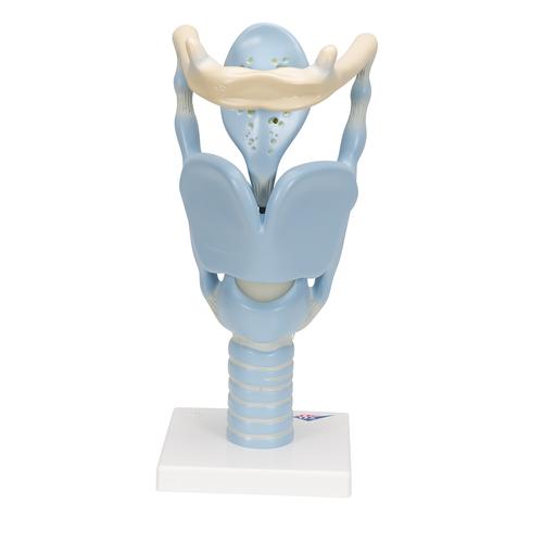 Funktionsmodell Kehlkopf, 3-fache Größe - 3B Smart Anatomy, 1001242 [VC219], Hals, Nase und Ohrenmodelle