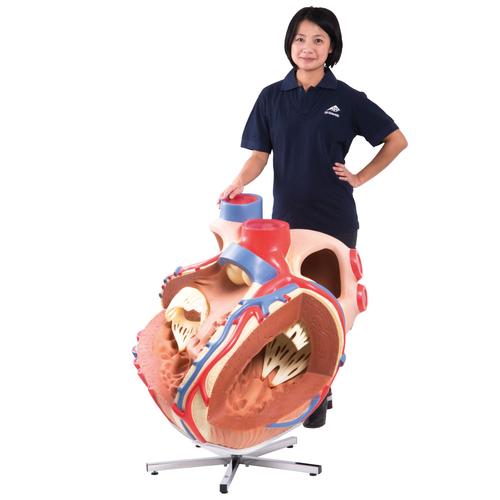 Riesen Herzmodell, 8-fache Größe - 3B Smart Anatomy, 1001244 [VD250], Herz- und Kreislaufmodelle