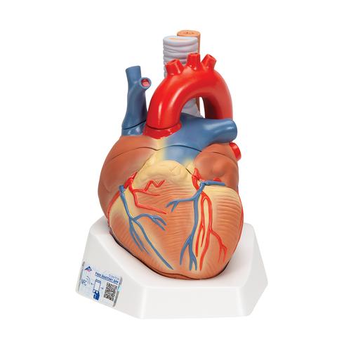 Herzmodell, 7-teilig - 3B Smart Anatomy, 1008548 [VD253], Herz- und Kreislaufmodelle