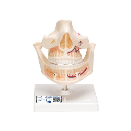 Gebissmodell eines Erwachsenen - 3B Smart Anatomy, 1001247 [VE281], Zahnmodelle