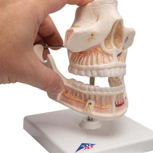 Gebissmodell eines Erwachsenen - 3B Smart Anatomy, 1001247 [VE281], Zahnmodelle