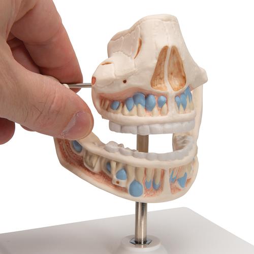 Milchgebiss Modell mit Anlagen der bleibenden Zähne - 3B Smart Anatomy, 1001248 [VE282], Zahnmodelle