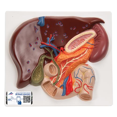 Lebermodell mit Gallenblase, Bauchspeicheldrüse & Zwölffingerdarm - 3B Smart Anatomy, 1008550 [VE315], Verdauungssystem