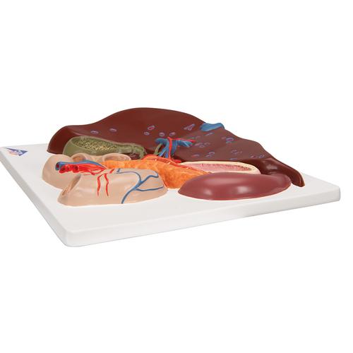 Lebermodell mit Gallenblase, Bauchspeicheldrüse & Zwölffingerdarm - 3B Smart Anatomy, 1008550 [VE315], Verdauungssystem