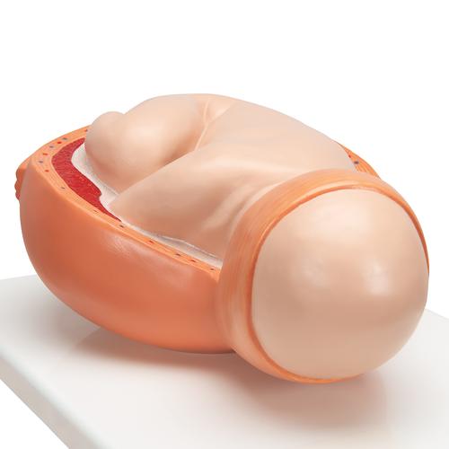 Geburtsstadien Modell - 3B Smart Anatomy, 1001258 [VG392], Schwangerschaft