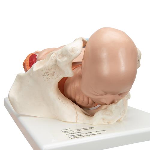 Geburtsstadien Modell - 3B Smart Anatomy, 1001258 [VG392], Schwangerschaft