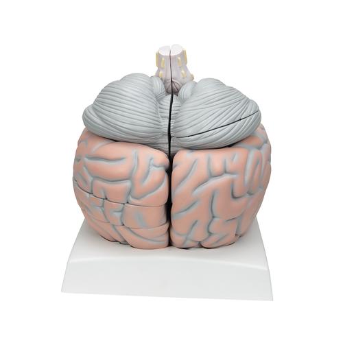 Mega-Gehirnmodell, 2,5-fache Größe, 14-teilig - 3B Smart Anatomy, 1001261 [VH409], Gehirnmodelle
