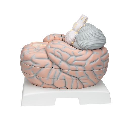 Mega-Gehirnmodell, 2,5-fache Größe, 14-teilig - 3B Smart Anatomy, 1001261 [VH409], Gehirnmodelle