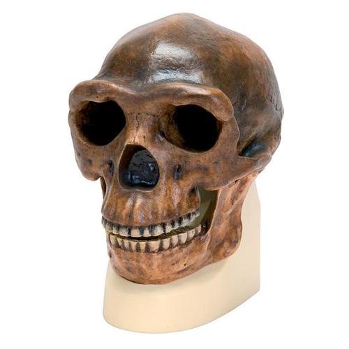 Schädelreplikat Homo erectus pekinensis (Weidenreich, 1940), 1001293 [VP750/1], Anthropologische Schädel