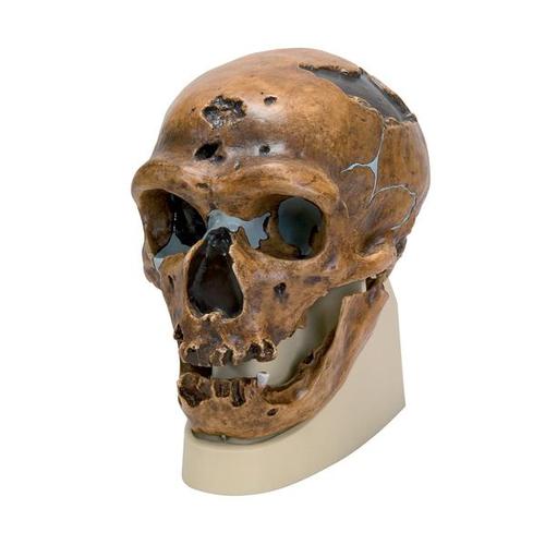 Schädelreplikat Homo neanderthalensis (La Chapelle-aux-Saints 1), 1001294 [VP751/1], Anthropologische Schädel