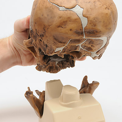 Schädelreplikat Homo neanderthalensis (La Chapelle-aux-Saints 1), 1001294 [VP751/1], Anthropologische Schädel