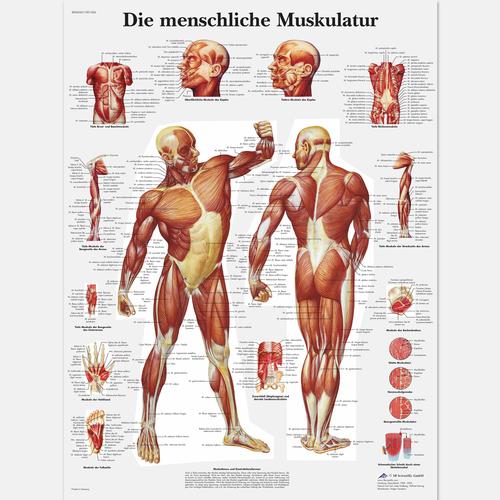 Lehrtafel - Die menschliche Muskulatur, 1001304 [VR0118L], Muskel
