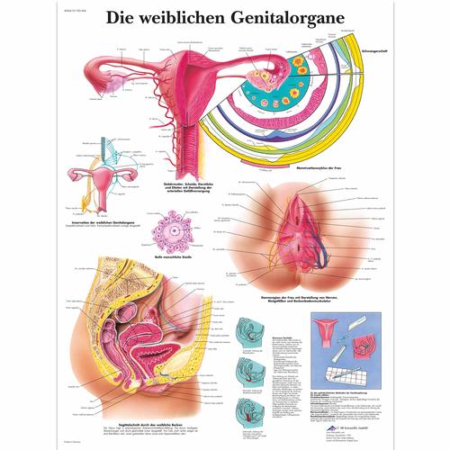 Lehrtafel - Die weiblichen Genitalorgane, 1001404 [VR0532L], Gynäkologie