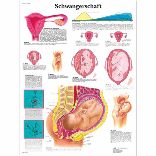 Lehrtafel - Schwangerschaft, 1001408 [VR0554L], Schwangerschaft und Geburt
