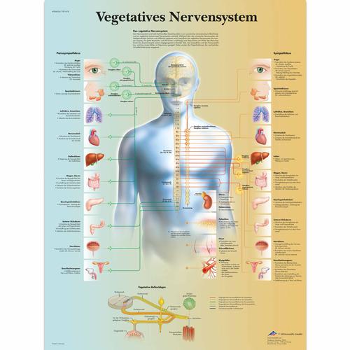 Lehrtafel - Vegetatives Nervensystem, 1001418 [VR0610L], Gehirn und Nervensystem