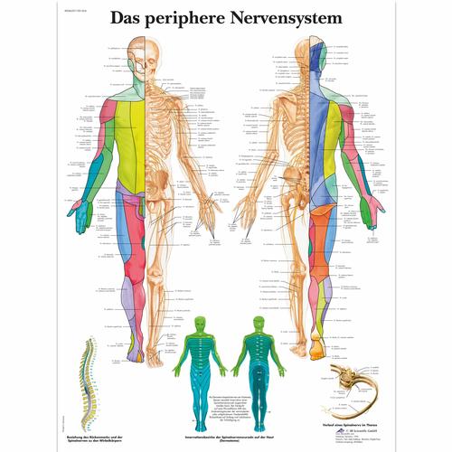 Lehrtafel - Das periphere Nervensystem, 1001424 [VR0621L], Gehirn und Nervensystem
