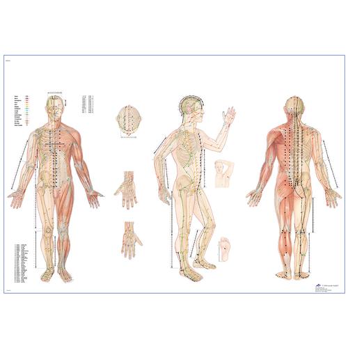 Lehrtafel - Körperakupunktur, 1001464 [VR0820L], Akupunktur Modelle und Lehrtafeln