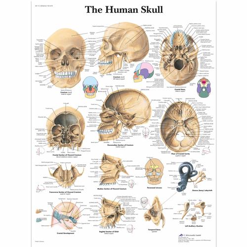 Lehrtafel - The Human Skull, 4006656 [VR1131UU], Skelettsystem