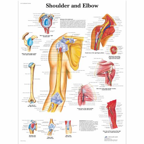 Lehrtafel - Shoulder and Elbow, 4006658 [VR1170UU], Skelettsystem