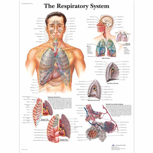 Lehrtafel - The Respiratory System, 1001516 [VR1322L], Atmungssystem