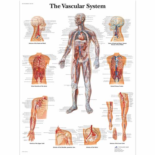 Lehrtafel - The Vascular System, 1001528 [VR1353L], Kreislaufsystem
