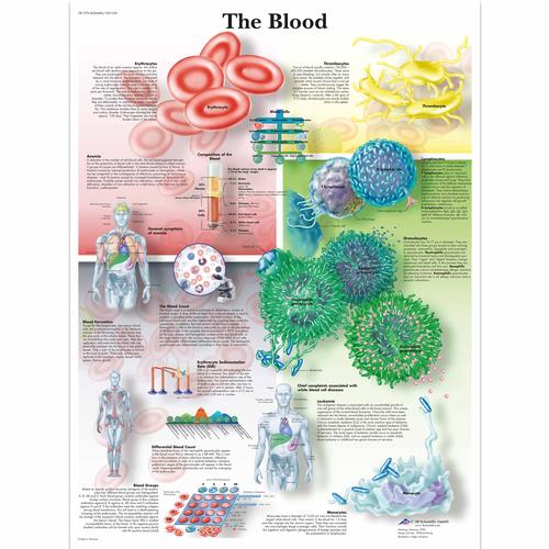 Lehrtafel - The Blood, 1001538 [VR1379L], Herz-Kreislauf-System