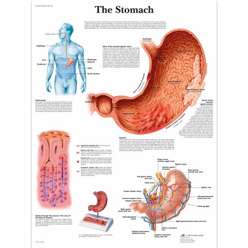 Lehrtafel - The Stomach, 4006690 [VR1426UU], Verdauungssystem
