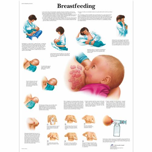 Lehrtafel - Breastfeeding, 1001578 [VR1557L], Schwangerschaft und Geburt
