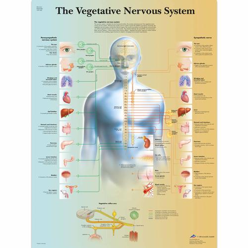Lehrtafel - The Vegetative Nervous System, 4006708 [VR1610UU], Gehirn und Nervensystem