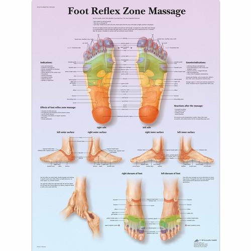 Lehrtafel - Foot Reflex Zone Massage, 4006729 [VR1810UU], Akupunktur Modelle und Lehrtafeln