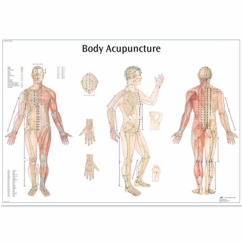 Lehrtafel - Body Acupuncture, 1001626 [VR1820L], Akupunktur Modelle und Lehrtafeln