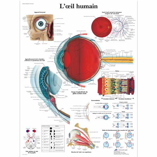 Lehrtafel - L'œil humain, 4006747 [VR2226UU], Augen