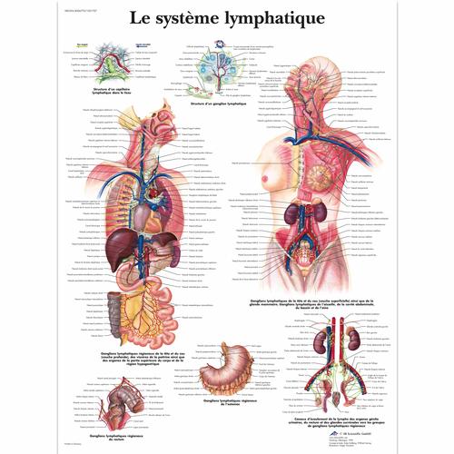 Lehrtafel - Le système lymphatique, 1001707 [VR2392L], Lymphatisches System
