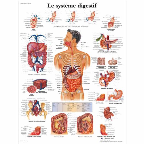Lehrtafel - Le système digestif, 4006771 [VR2422UU], Verdauungssystem
