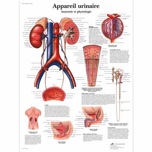 Lehrtafel - Appareil urinaire, Anatomie et physiologie, 4006781 [VR2514UU], Harnsystem