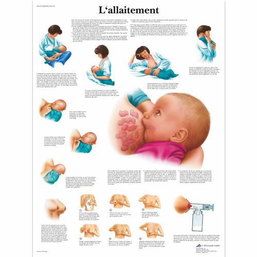 Lehrtafel - L'allaitement, 1001745 [VR2557L], Schwangerschaft und Geburt
