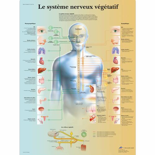 Lehrtafel - Le système nerveux végétatif, 1001749 [VR2610L], Gehirn und Nervensystem