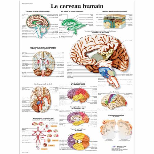 Lehrtafel - Le cerveau humain, 4006792 [VR2615UU], Gehirn und Nervensystem