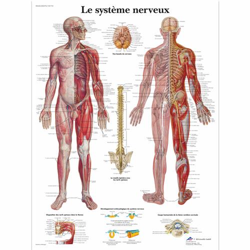 Lehrtafel - Le système nerveux, 1001753 [VR2620L], Gehirn und Nervensystem