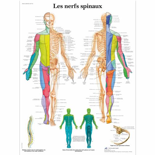 Lehrtafel - Les nerfs spinaux, 1001755 [VR2621L], Gehirn und Nervensystem